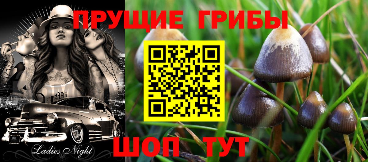 Галлюциногенные грибы Psilocybine cubensis  Вход с VPN  Калининград  Псилоцибиновые грибы прущие грибы 